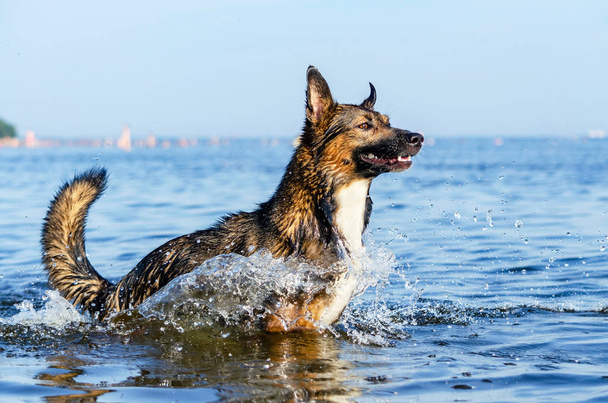 Il Golfo di Finlandia. Giovane energico mezzosangue cane sta saltando sopra l'acqua. Doggy sta giocando in acqua. Colpo di sole, salute di animali domestici nell'estate. Come proteggere il vostro cane dal surriscaldamento
. - Foto, immagini