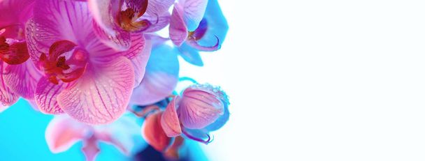 delicate pink Orchid with dew drops close-up on light blue background - Foto, immagini