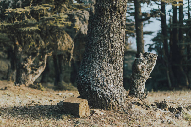 an old tree in the woods next to a stone - Zdjęcie, obraz