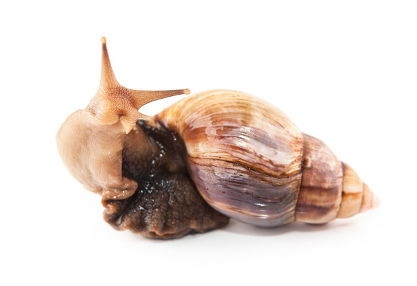 snail on white background - Φωτογραφία, εικόνα