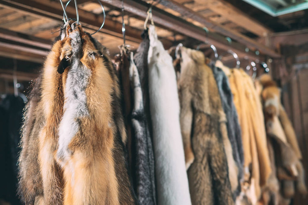 Animal fur. foxes, raccoon, wolf, beaver, mink, nutria hanging after processing. - 写真・画像