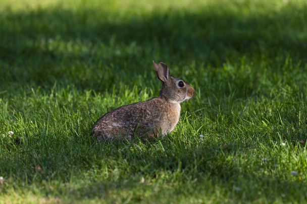 La coda di cotone orientale (Sylvilagus floridanus) Questo coniglio selvatico È la specie di coniglio più comune in Nord America.
. - Foto, immagini