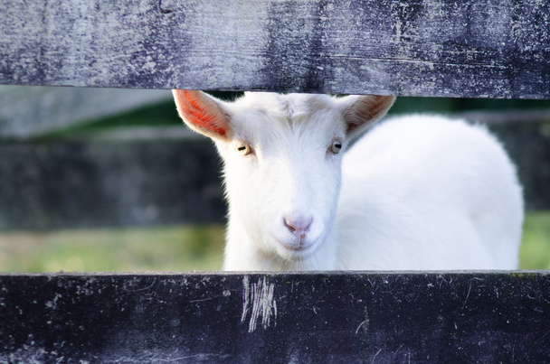 hayvan çiftliği - keçi - Fotoğraf, Görsel
