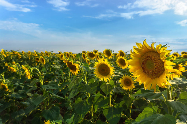 Closeup view on sunflower field in Ukraine - Photo, Image