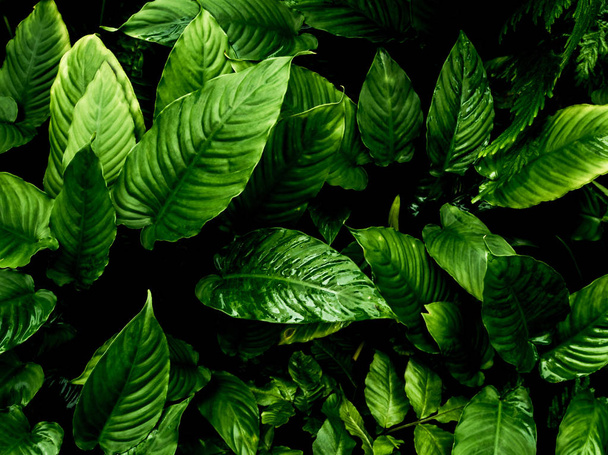 Frissesség trópusi levelek felületén sötét tónusa elterjedt erdei ba - Fotó, kép