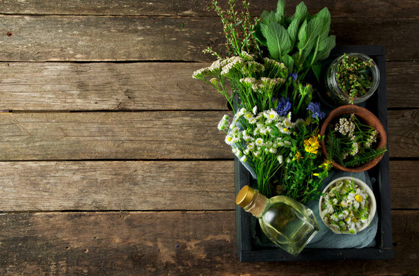 Fresh medicinal herbs. Medicinal herbs (chamomile, wormwood, yar - Foto, Imagen