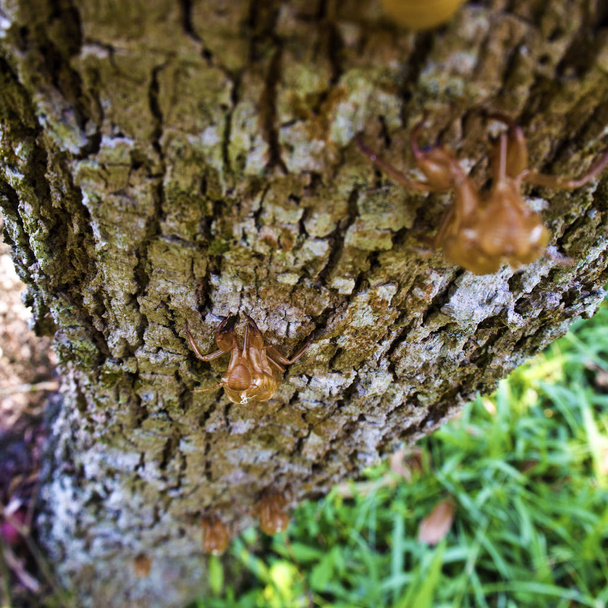 Ливень цикады на коре дерева
 - Фото, изображение