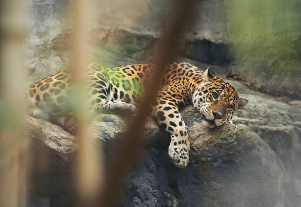 jaguar descansando sobre la roca
 - Foto, imagen