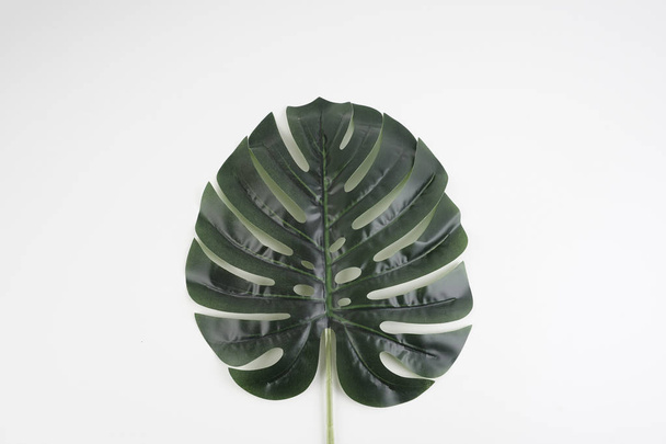 Backdrop or background with a Monstera deliciosa, the ceriman leaves over white background - 写真・画像