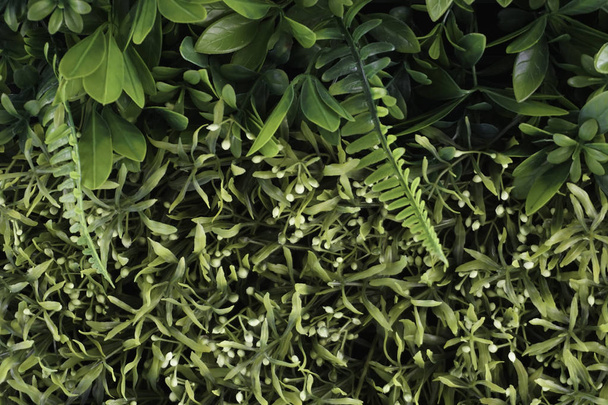 full frame of green leaves foliage - Foto, Imagen