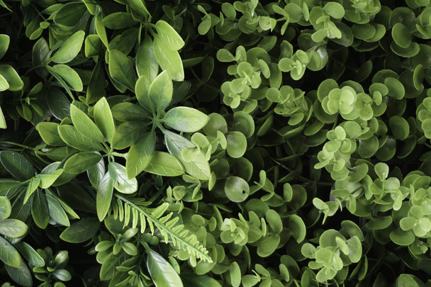 full frame of green leaves foliage - Valokuva, kuva