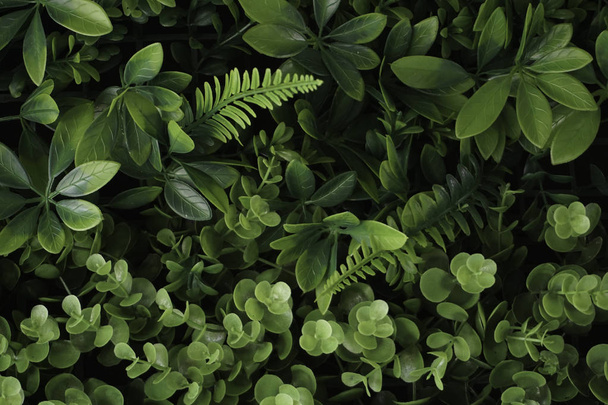 full frame of green leaves foliage - Фото, изображение