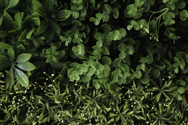 full frame of green leaves foliage - Foto, Imagen