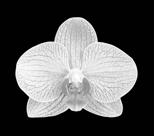 White - gray orchid  isolated on black bacgkround. - Photo, Image