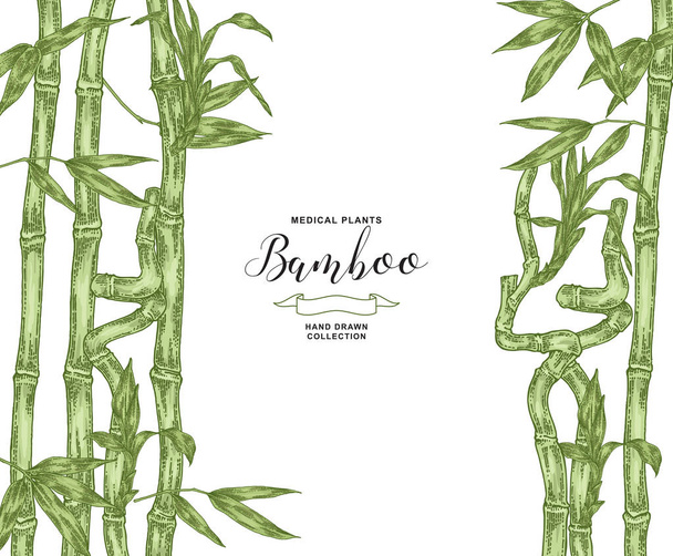 Fondo de la planta de bambú. Hojas verdes dibujadas a mano y ramas de bambú aisladas en blanco. ilustración botánica vectorial
. - Vector, imagen