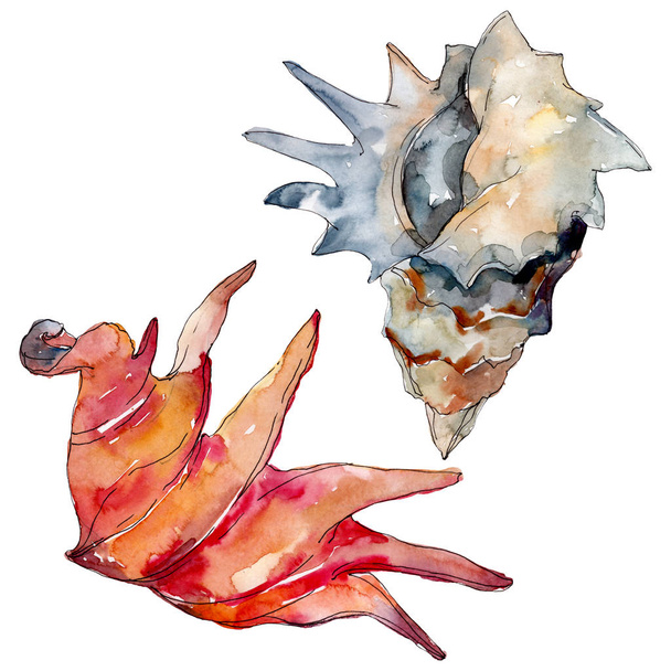 Summer beach seashell tropical elements. Watercolor background illustration set. Isolated shell illustration. - Photo, Image