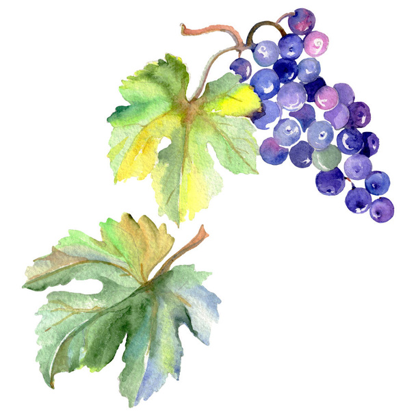 Grape berry healthy food in a watercolor style isolated. Watercolor background set. Isolated fruit illustration element. - Photo, Image