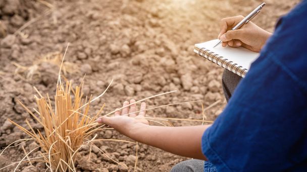 Азиатский студент проводит исследования или проверяет сухую почву на пустой земле
  - Фото, изображение