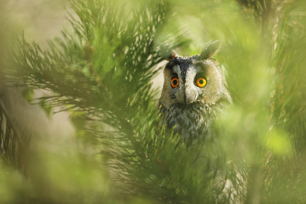 長耳の長いフクロウアシオ・オータスの肖像画。自然の生息地の野鳥.  - 写真・画像