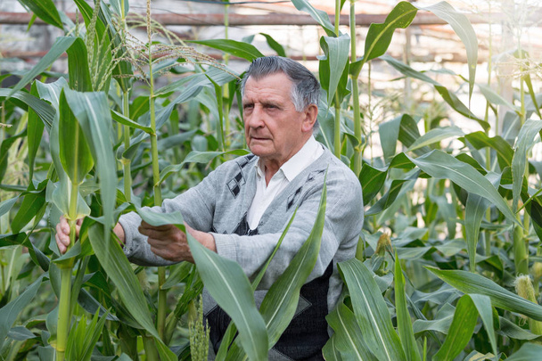 An old gray haired farmer in a corn garden. Checks the condition of plants. Concept of manual labor and home garden. - Фото, зображення