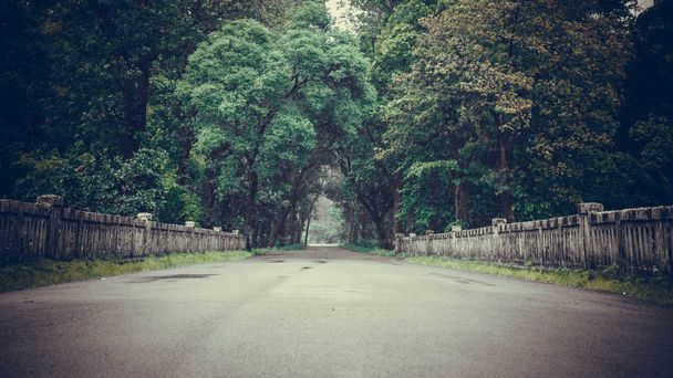 Красивая дорога в зеленоватом лесу
 - Фото, изображение