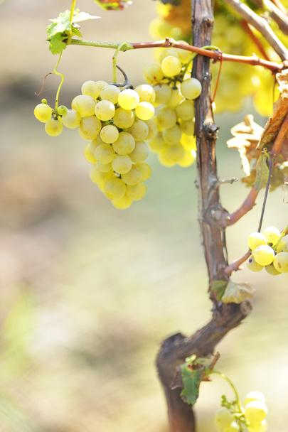 Raisins jaunes dans le vignoble
 - Photo, image