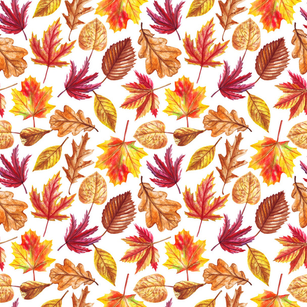 白い背景に孤立した落ち葉を持つ水彩の秋のシームレスなパターン.  - 写真・画像