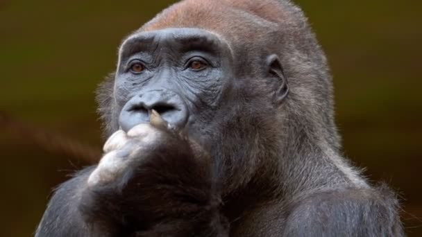 Gorilla eten wortel en observeert de omgeving - Video