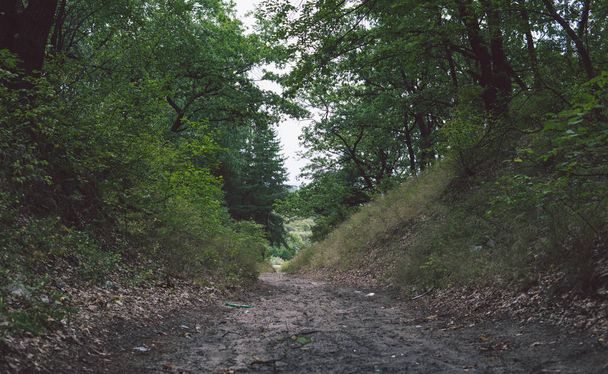 Route étroite traversant un bosquet vert. Voie étroite serpentant à travers buissons verts et arbres, nuageux - Photo, image