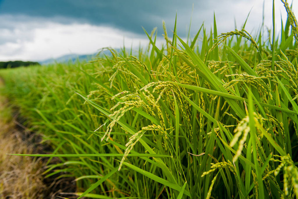 Landschaft Blick auf schöne Reisfelder an der braunen Allee, chishan - Foto, Bild