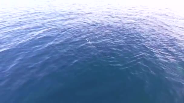 Delfíní plaví v modrém moři, delfíni blízko pobřeží na černém moři. - Záběry, video