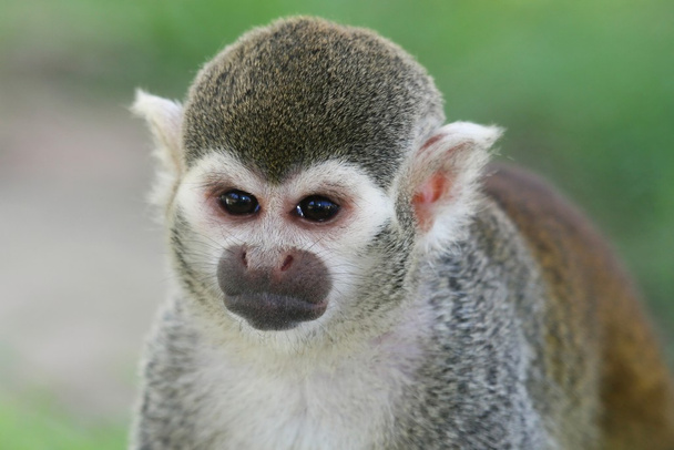 Squirrel Monkey Portrait - Foto, afbeelding