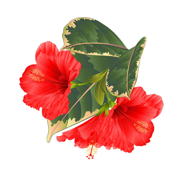 Tropical flowers  floral arrangement, with red hibiscus and  ficus on a white background vintage vector illustration  editable hand draw  - Vector, Image