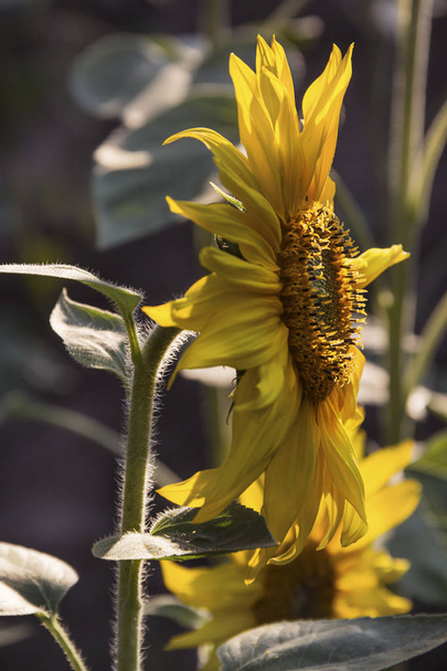Slunečnice v létě na sluníčko - Fotografie, Obrázek