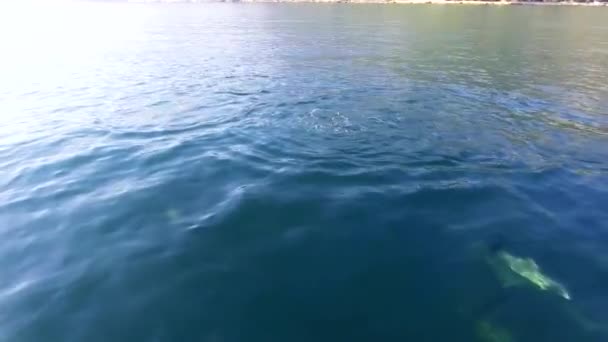 Delfíní plaví v modrém moři, delfíni blízko pobřeží na černém moři. - Záběry, video