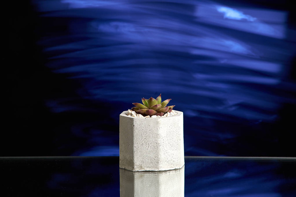 Suculentas em vaso de concreto sobre fundo de luz azul. Foto limpa
 - Foto, Imagem