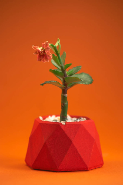 pot with plant gerbera isolated on orange background. Close up - Photo, Image