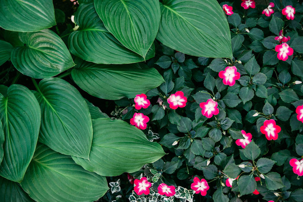 zelené hosta listy a bílé růžové balsaminové květiny - Fotografie, Obrázek