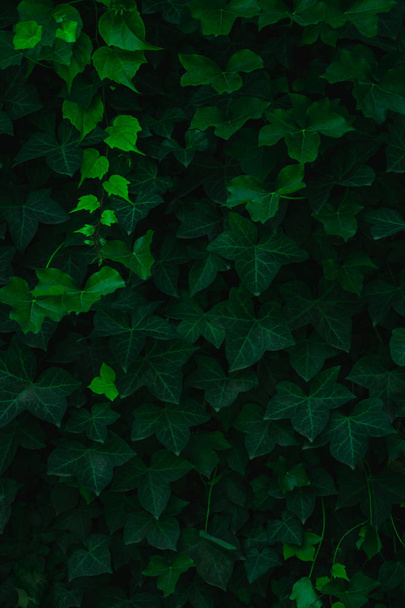 Fresh green leaves covering the wall. Natural green background f - 写真・画像
