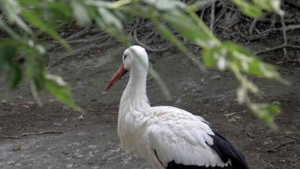 Stork On Ground, 4K UHD, ProRes 422, a friendly, peaceful bird, recorded in 50fps - Πλάνα, βίντεο