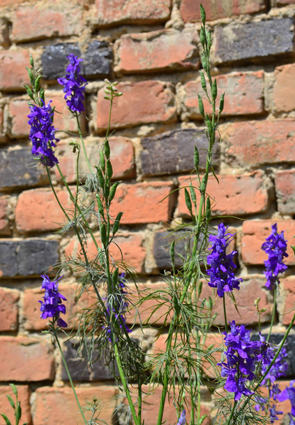 Flores púrpuras sobre el fondo de ladrillos viejos
 - Foto, Imagen