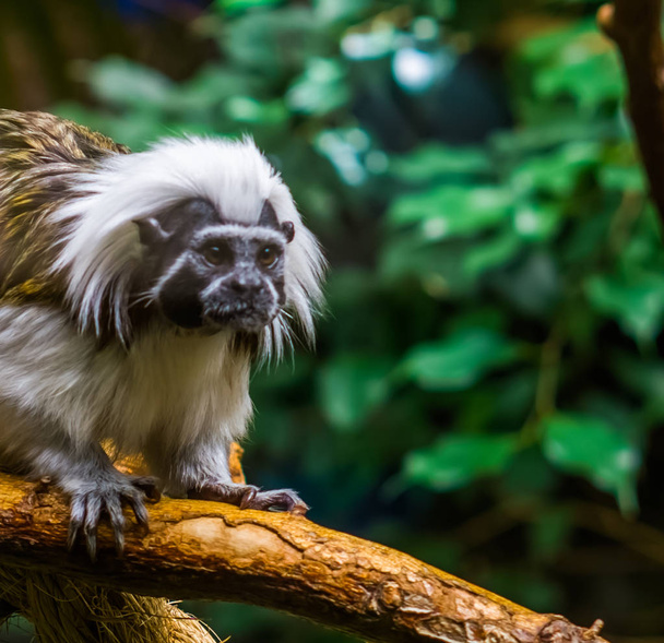 closeup of the face of a cotton top tamarin monkey, critically endangered animal specie, tropical primates - Photo, Image