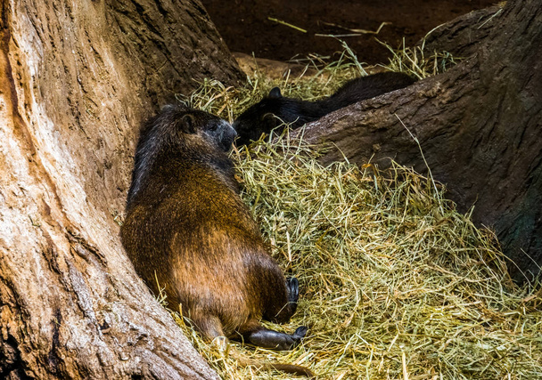 closeup of a cuban hutia laying in the hay, large tropical rodent specie from Cuba - Foto, Bild