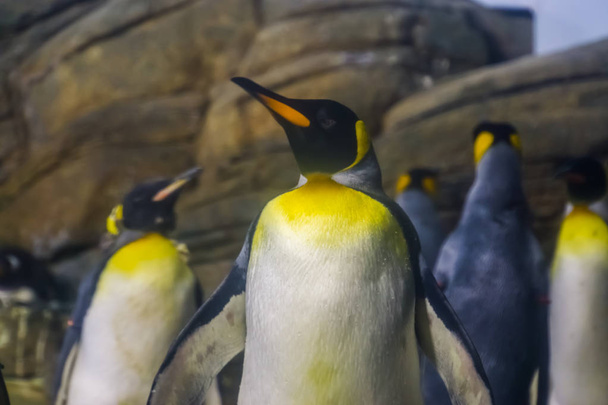 bir kral penguen yakın çekim, arka planda penguenkolonisi, Antarktika'dan sudaki uçamayan kuş - Fotoğraf, Görsel