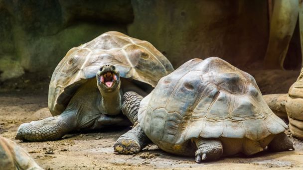couple of galapagos tortoises together, one opening its mouth, Vulnerable land turtle specie from the galapagos islands - Photo, Image