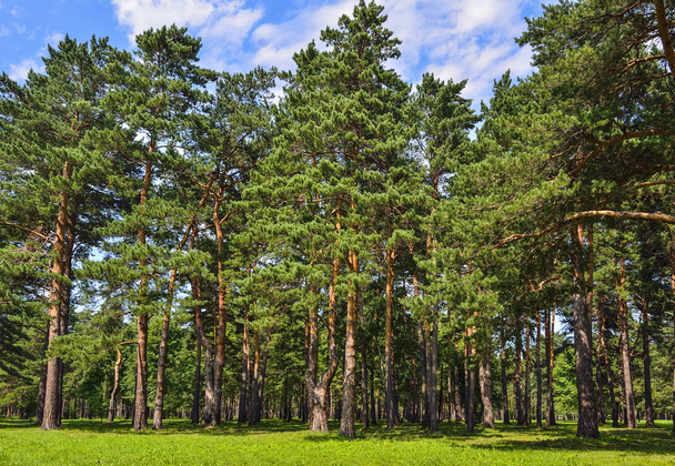 Сосновый лес - красивый летний солнечный пейзаж
 - Фото, изображение