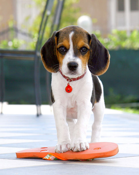 Lindo perrito beagle
 - Foto, imagen