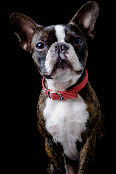 Porträt Boston Terrier reine Rasse schwarzen Hintergrund Nahaufnahme - Foto, Bild