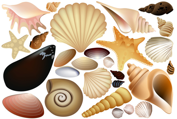 Collection Shell
 - Vecteur, image