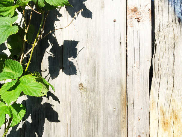 Green leaves with shadow on an old scratched wooden fence with cracks. Background and texture, close-up. Copy space. - Fotoğraf, Görsel